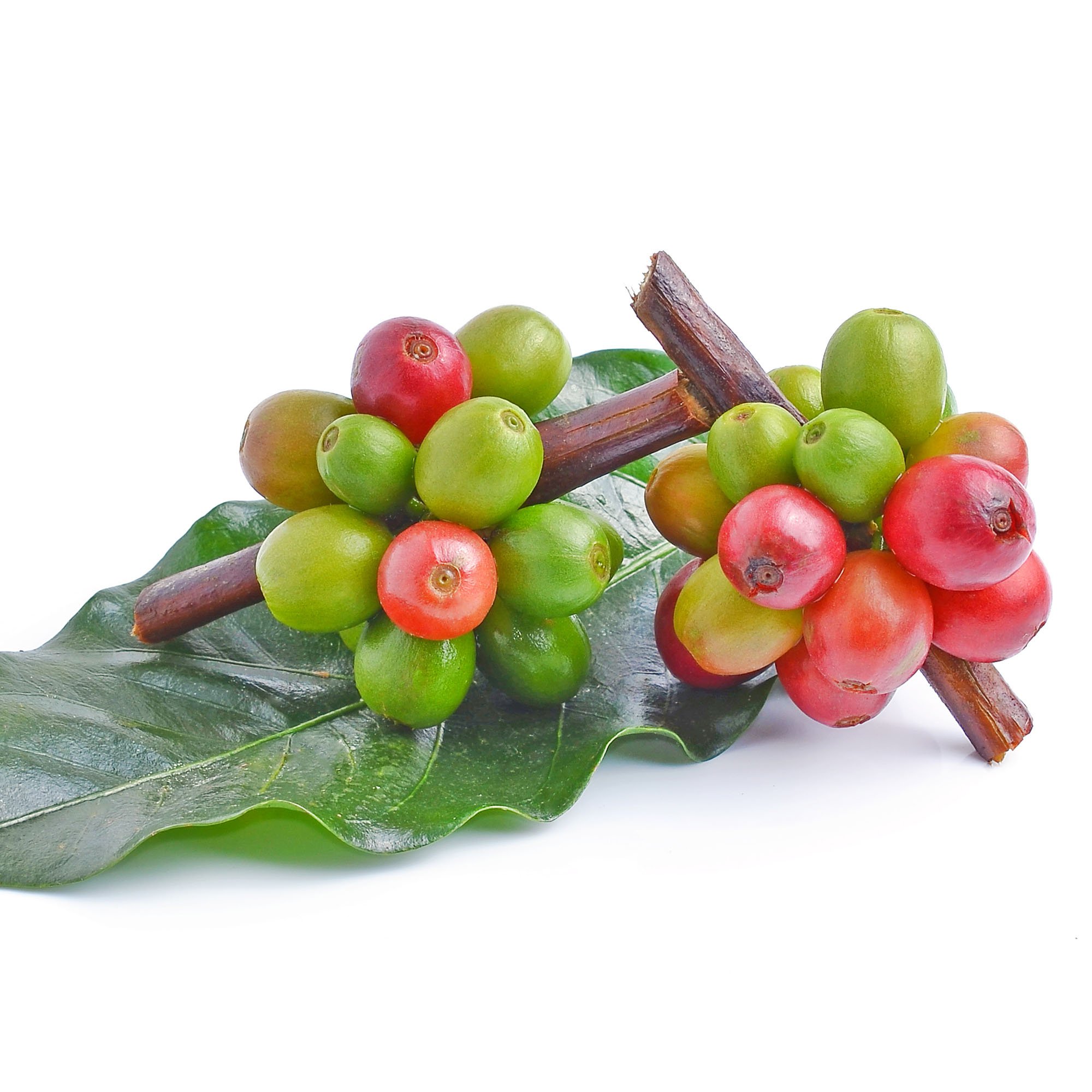 Perennial Coffea Arabica Plants