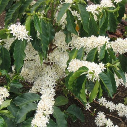 Coffea Arabica Flowering Plants