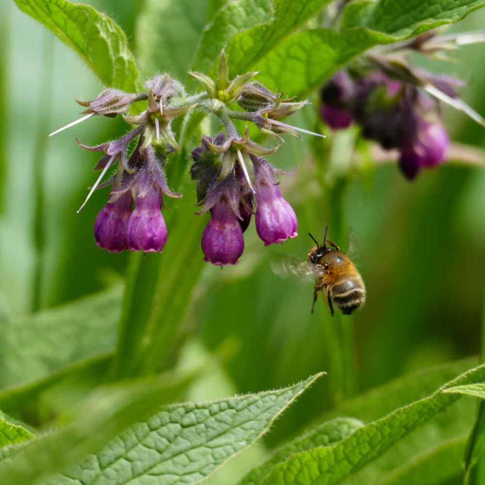 Bee On Comfrey Herb Plant