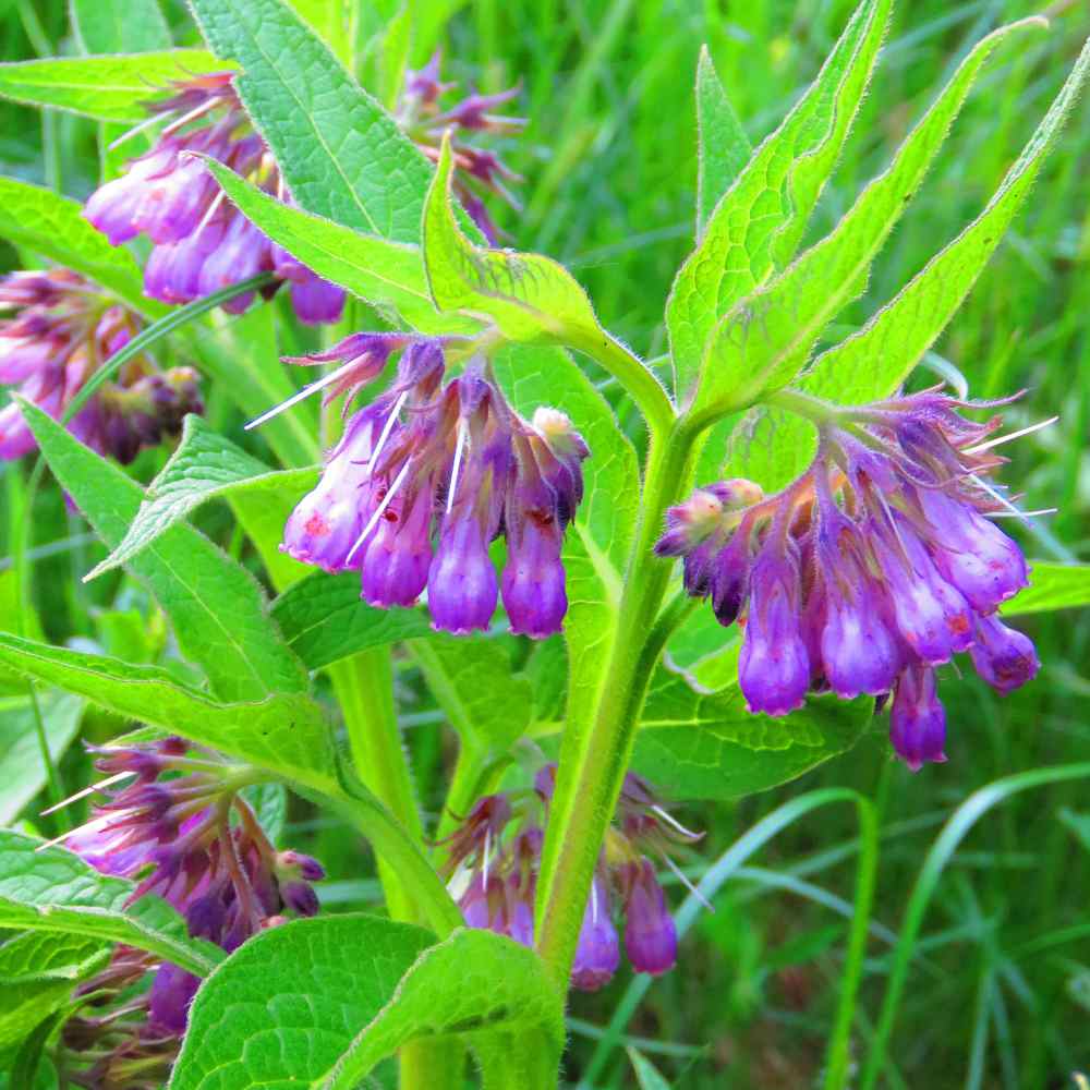 Comfrey Herb Plant Seed