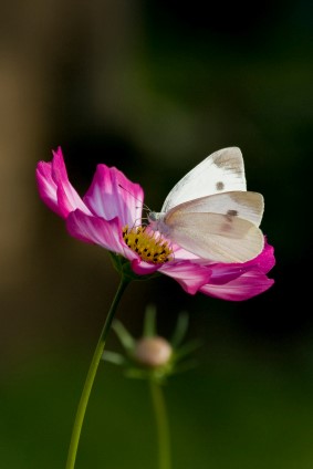 White Cabbage Butterfly and Cosmos