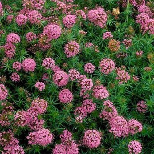 Crossworts Pink Flowers