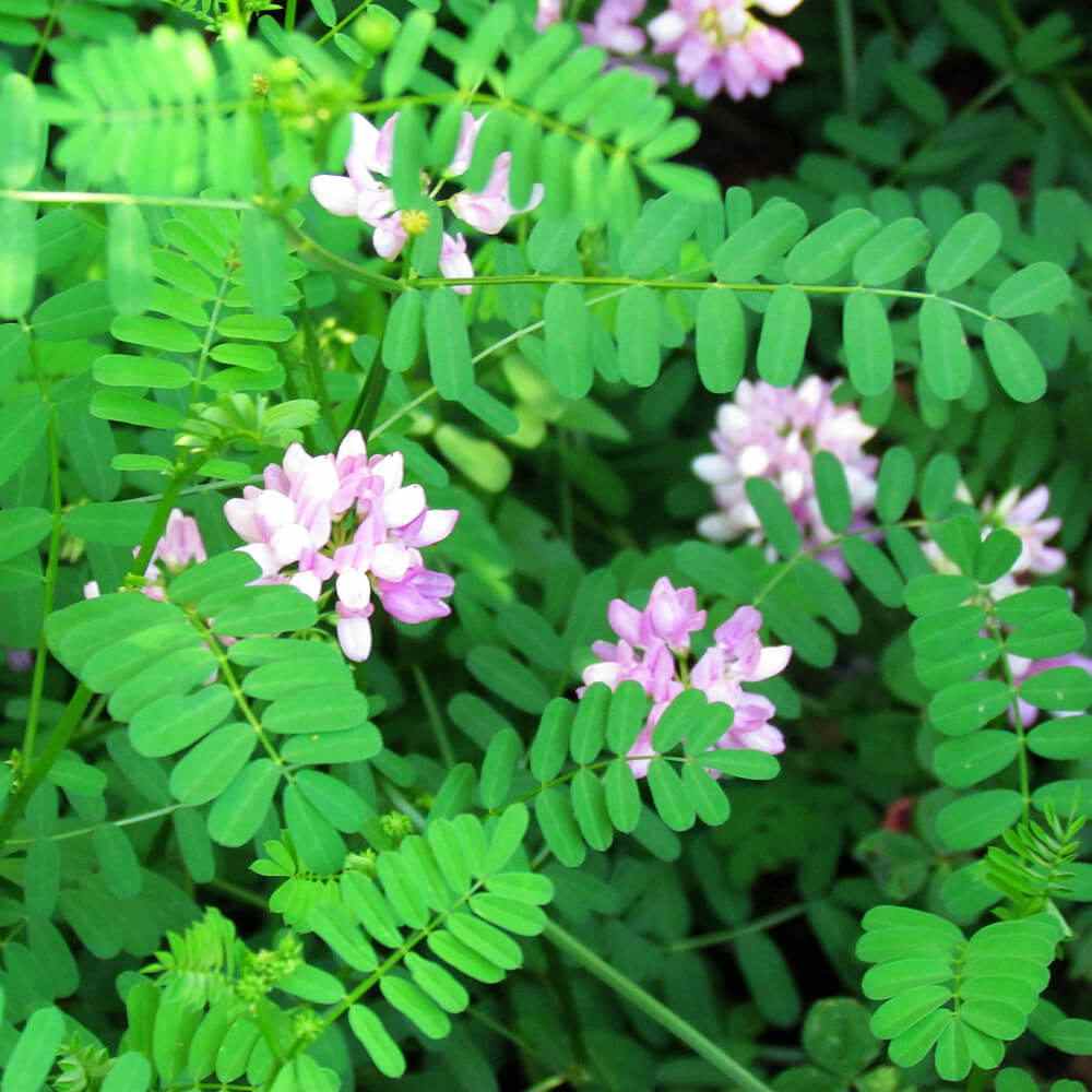 Crown Vetch Seeds