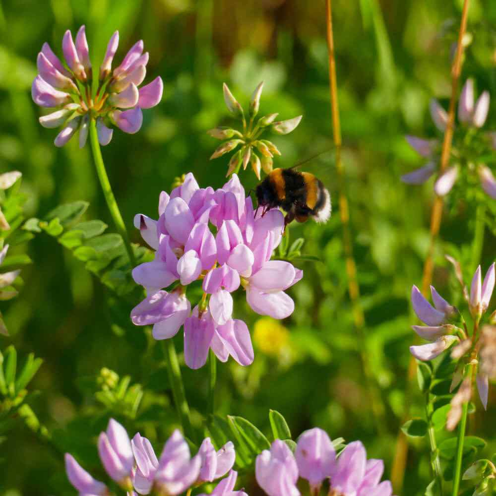 Crown Vetch Plants