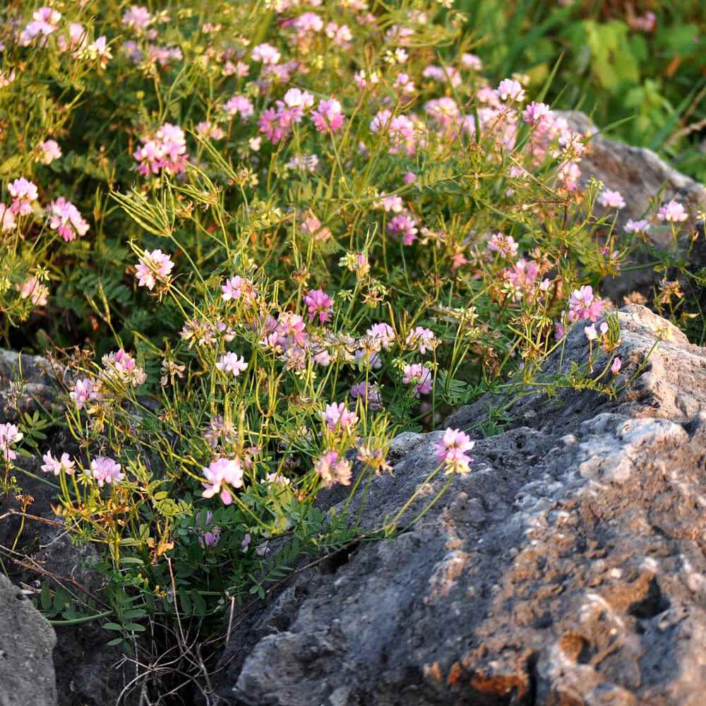 Crown Vetch Rocky soil