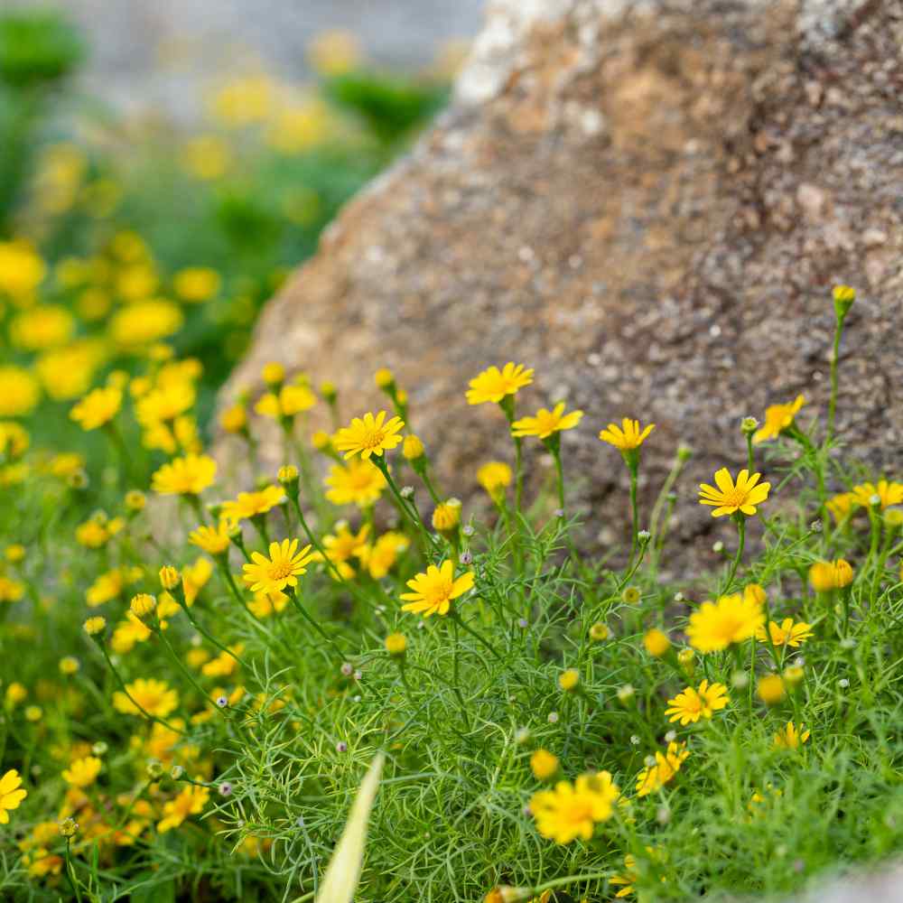 Dahlberg Daisy Garden Flowers