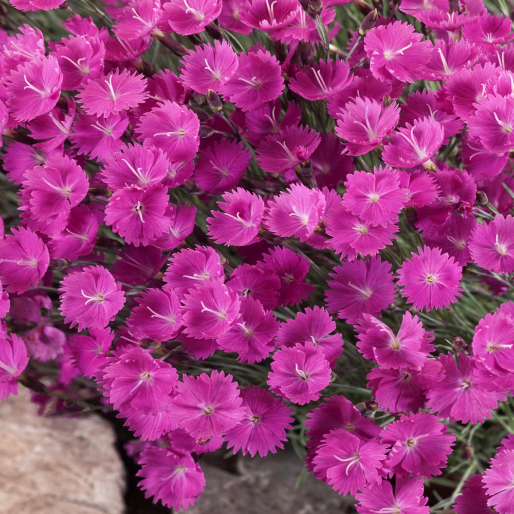 Dianthus Cheddar Pink Ground Cover