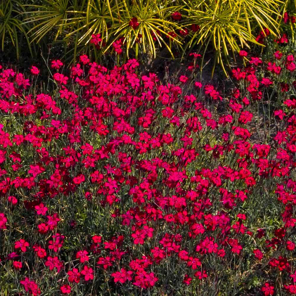 Perennial Dianthus Maiden Pink Flowers