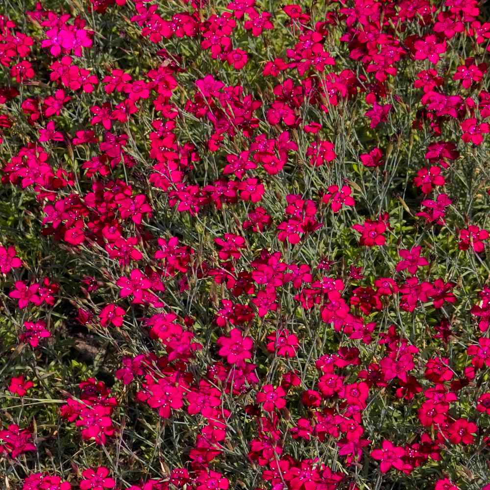 Dianthus Deltoides Red Flowers