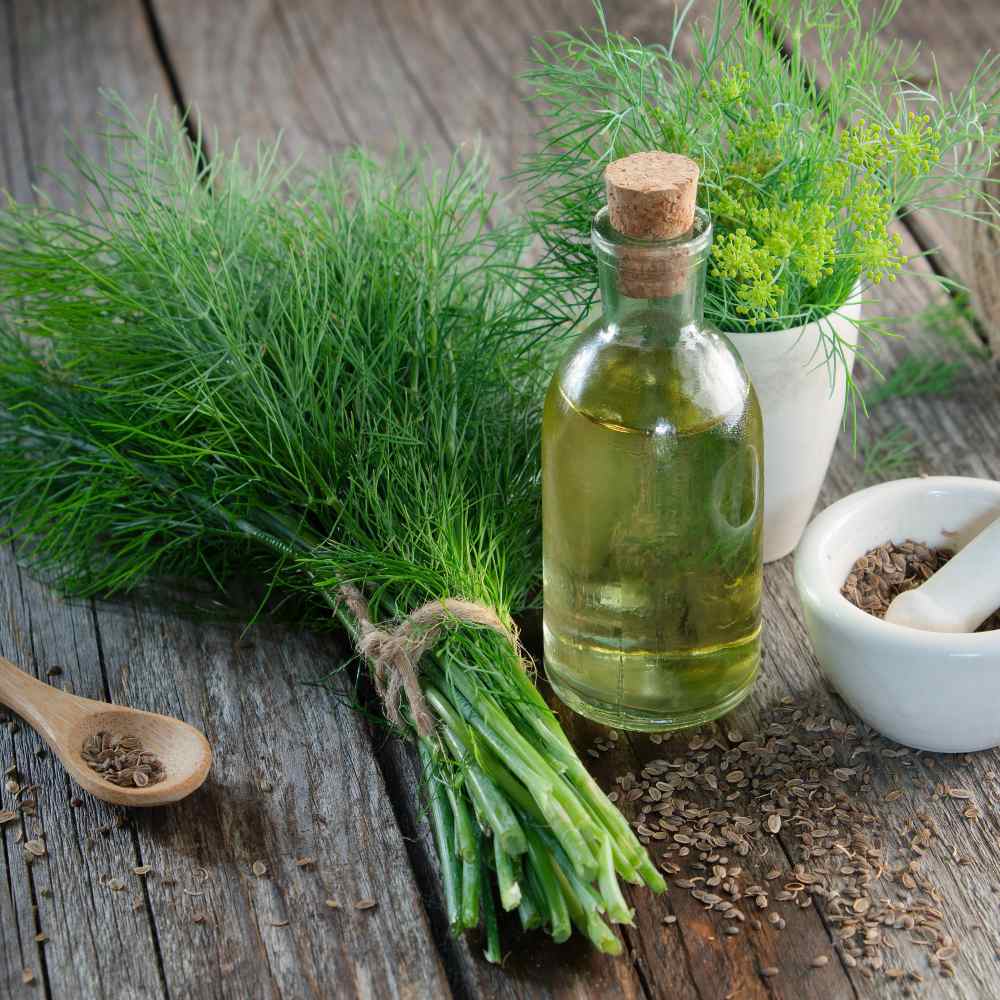 Dill Herb Culinary Uses