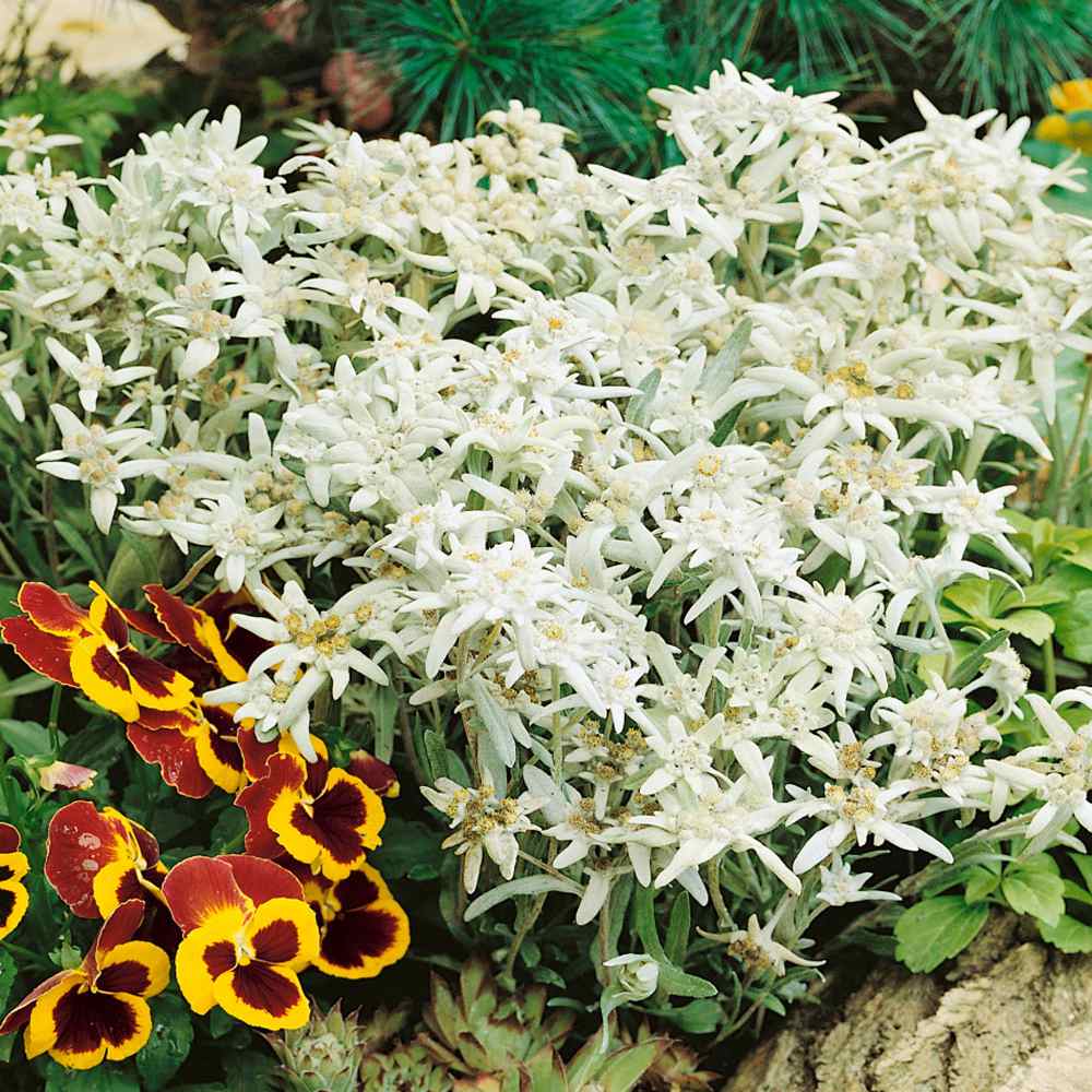 Edelweiss White Groundcover