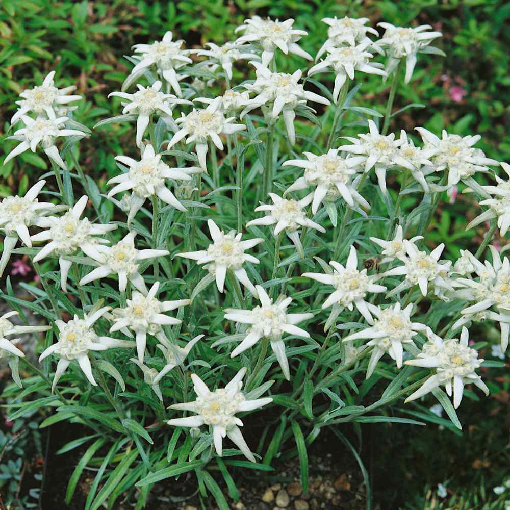 Edelweiss Low Growing Groundcover
