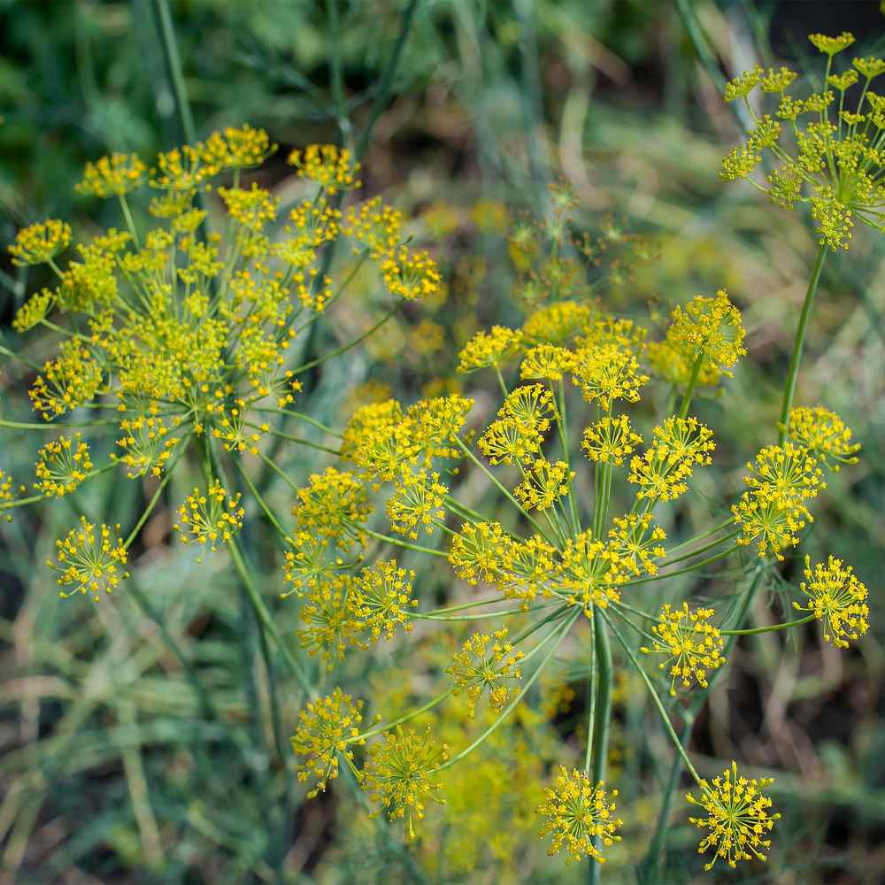 Fennel Herb Plant