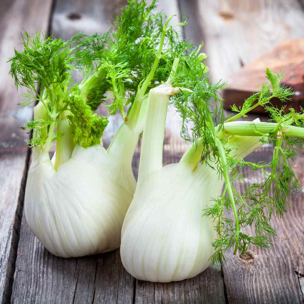 Fennel Root Bulb