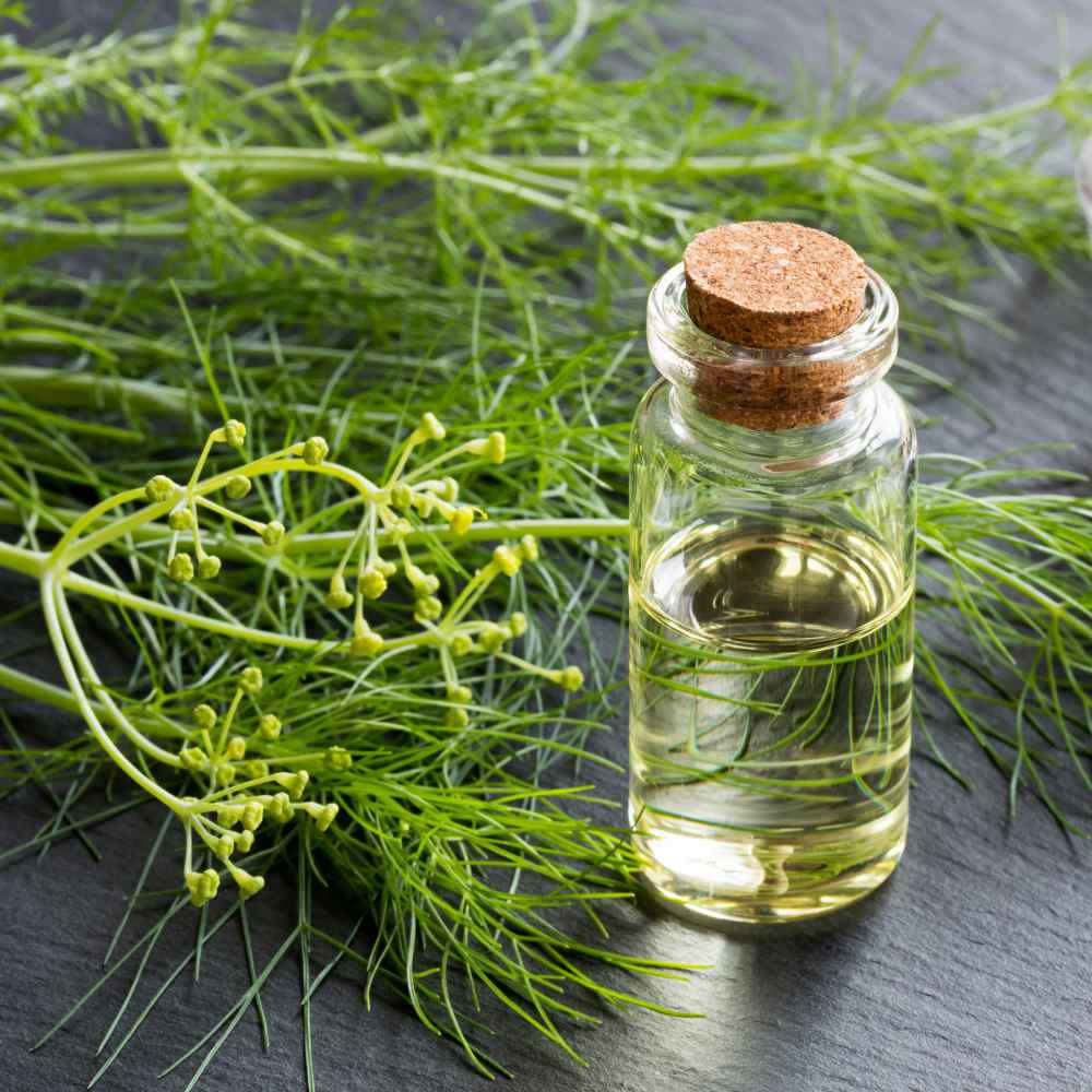 Fennel Culinary Oil