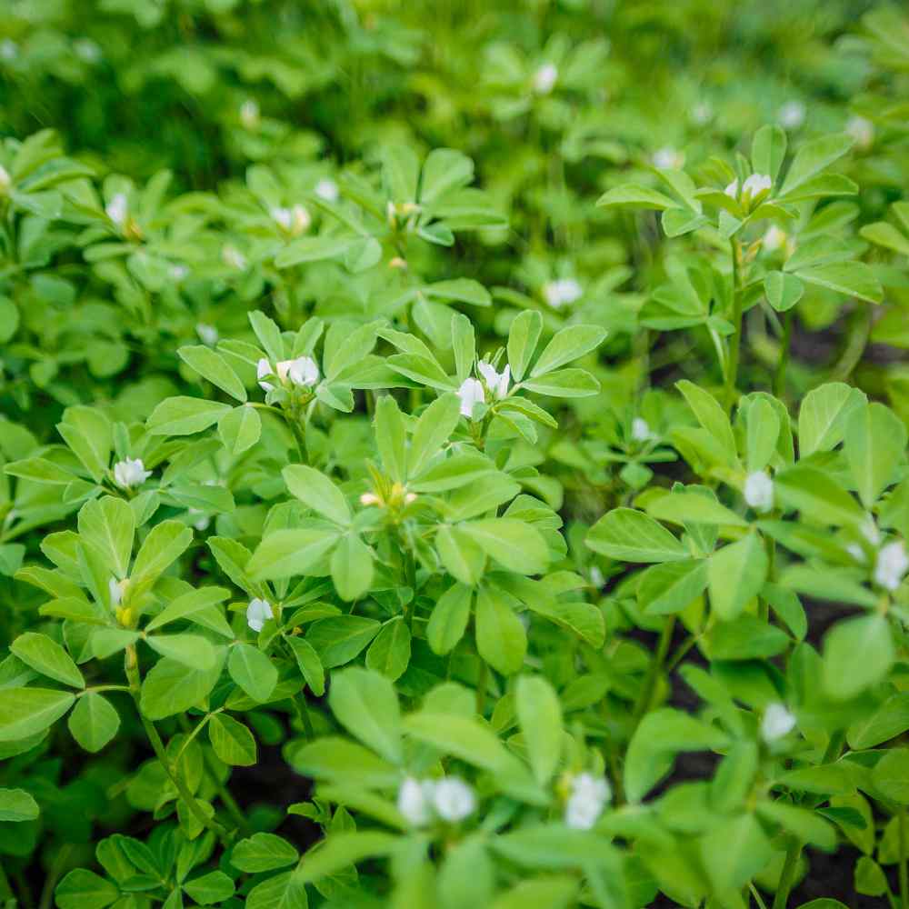 Fenugreek Herb Plants