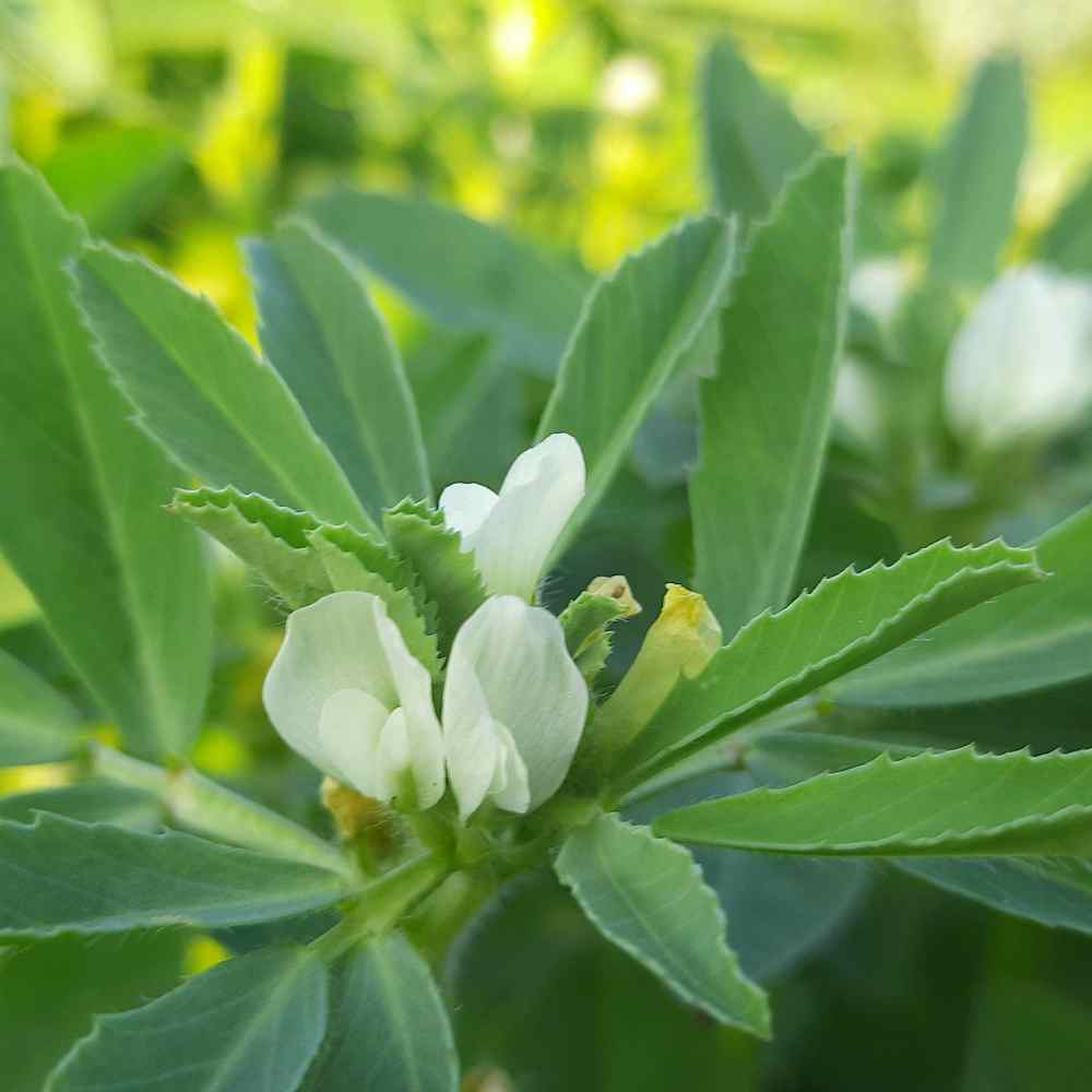 Annual Fenugreek