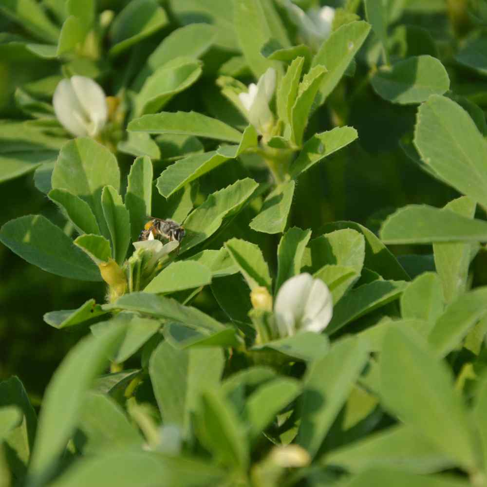 Fenugreek Culinary Herb