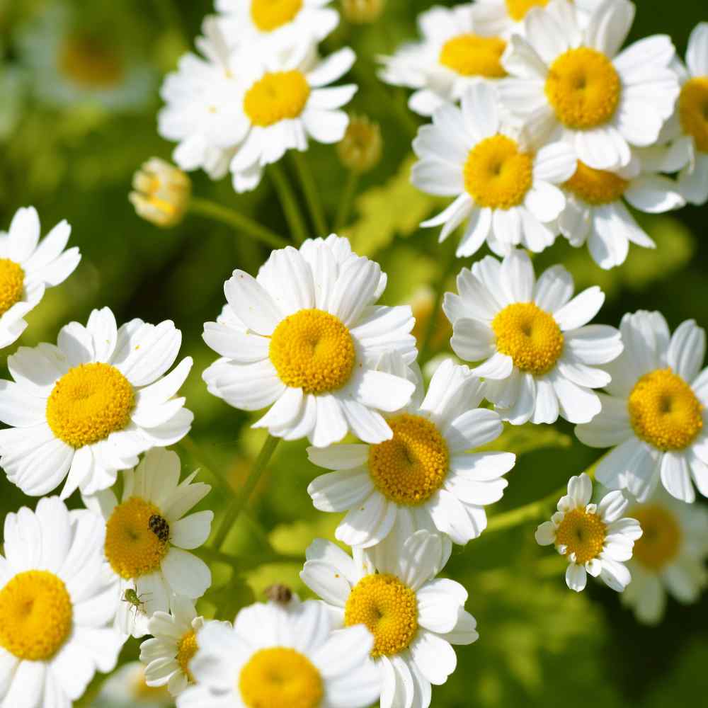 Feverfew Herb