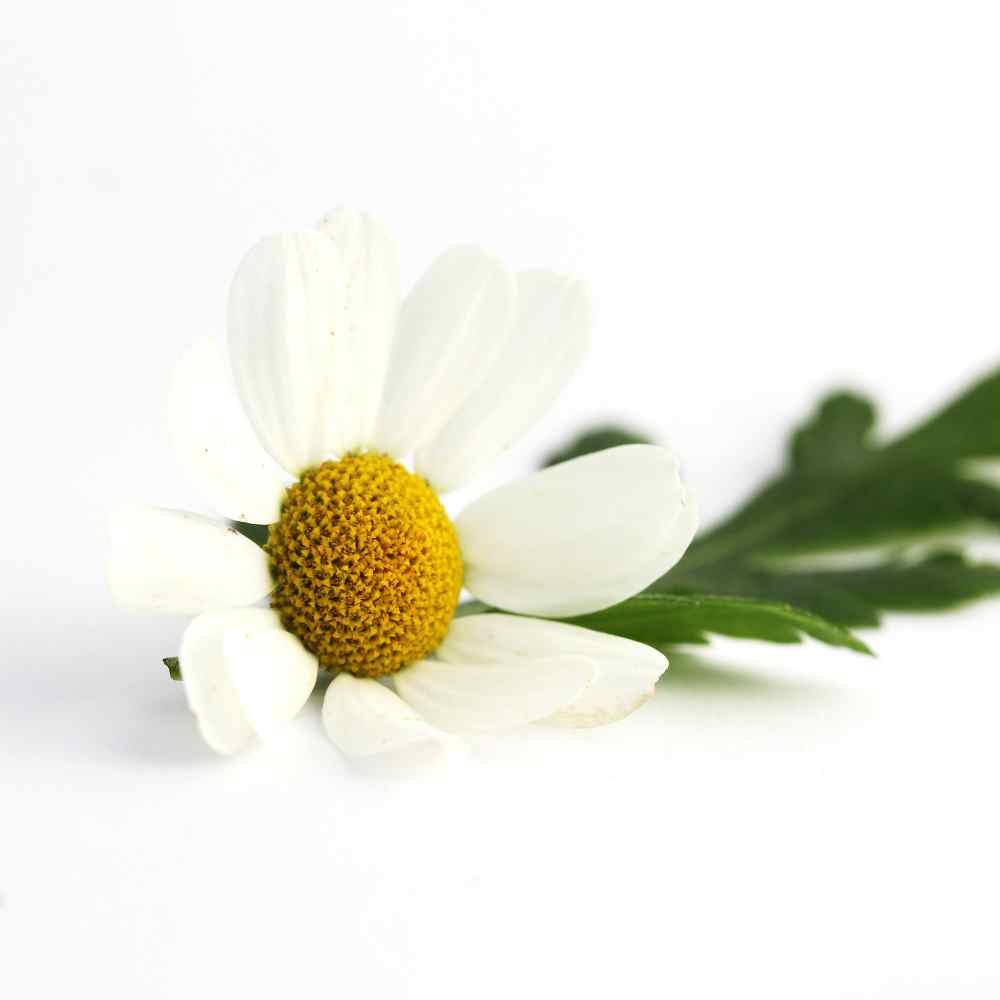 Feverfew Flowers