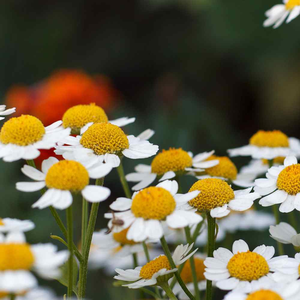 Feverfew In Field