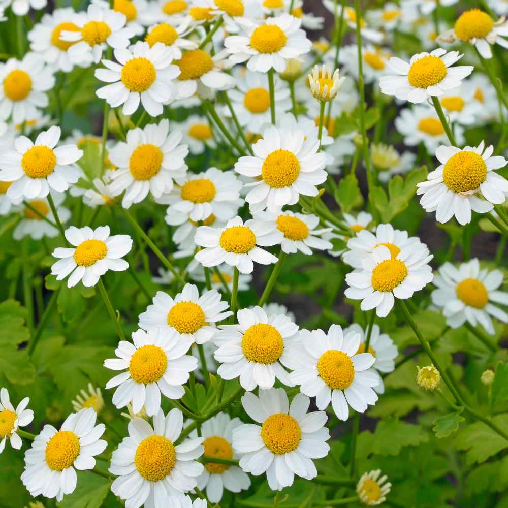 Feverfew Plants