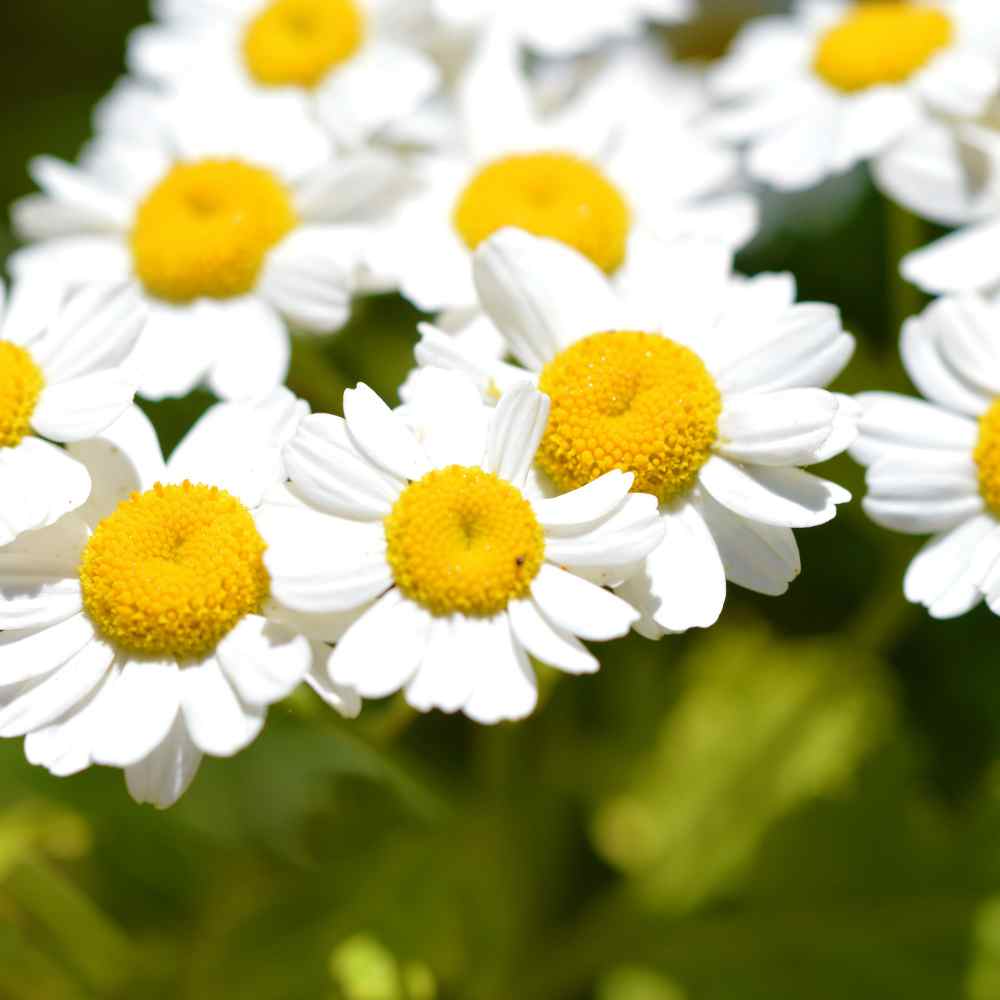 Chrysanthemum Parthenium Herb Plants