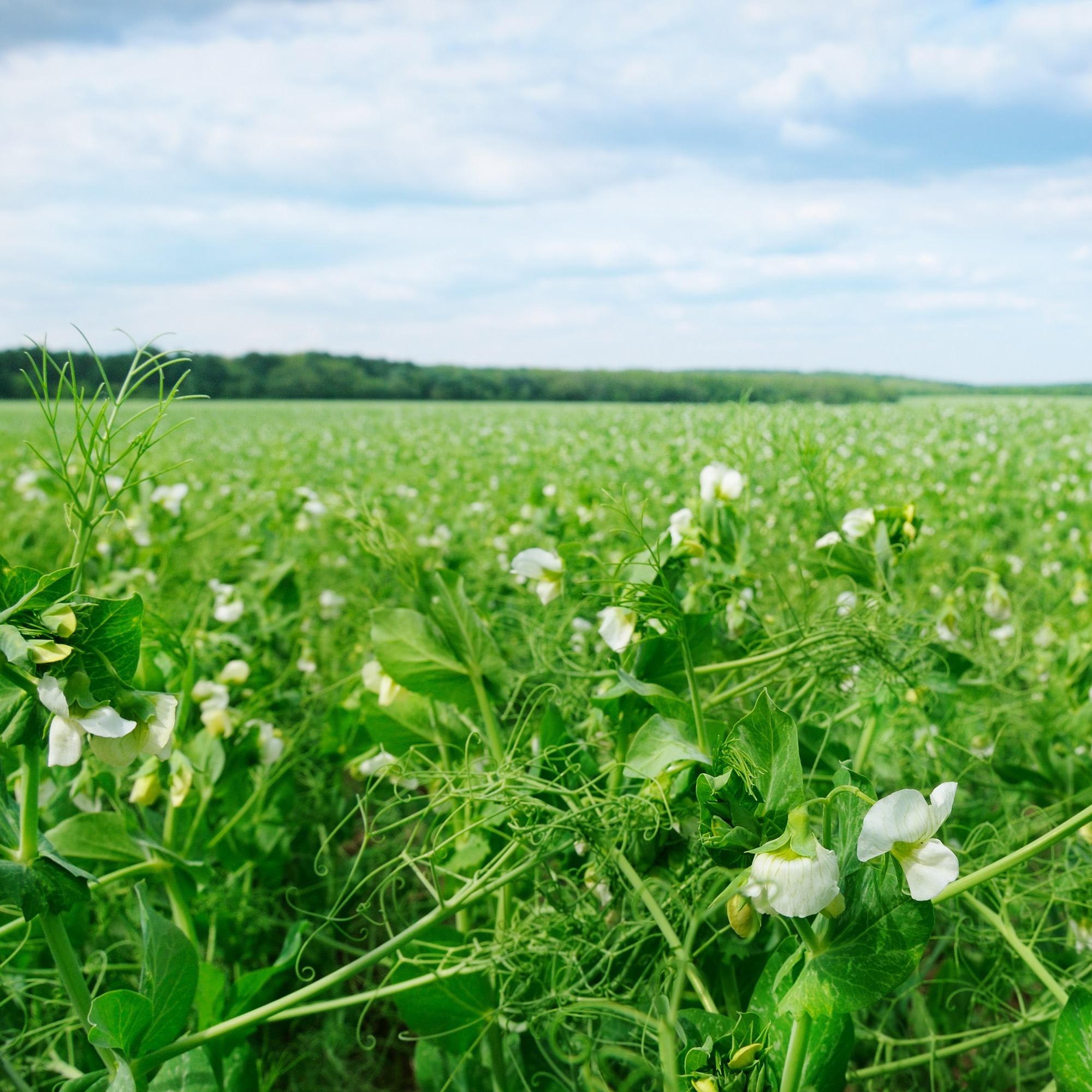 Field Peas