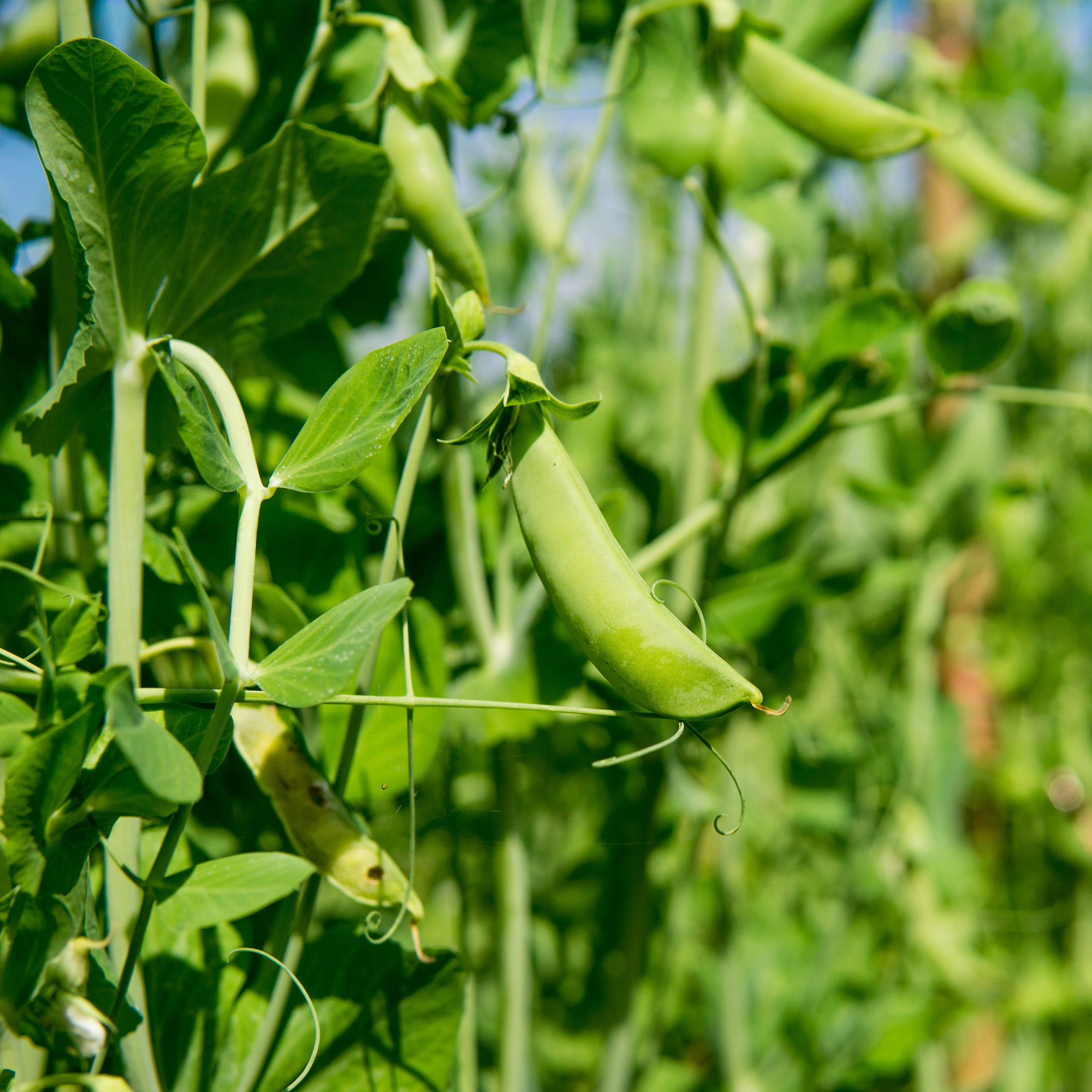 Field Peas Cereal Grain