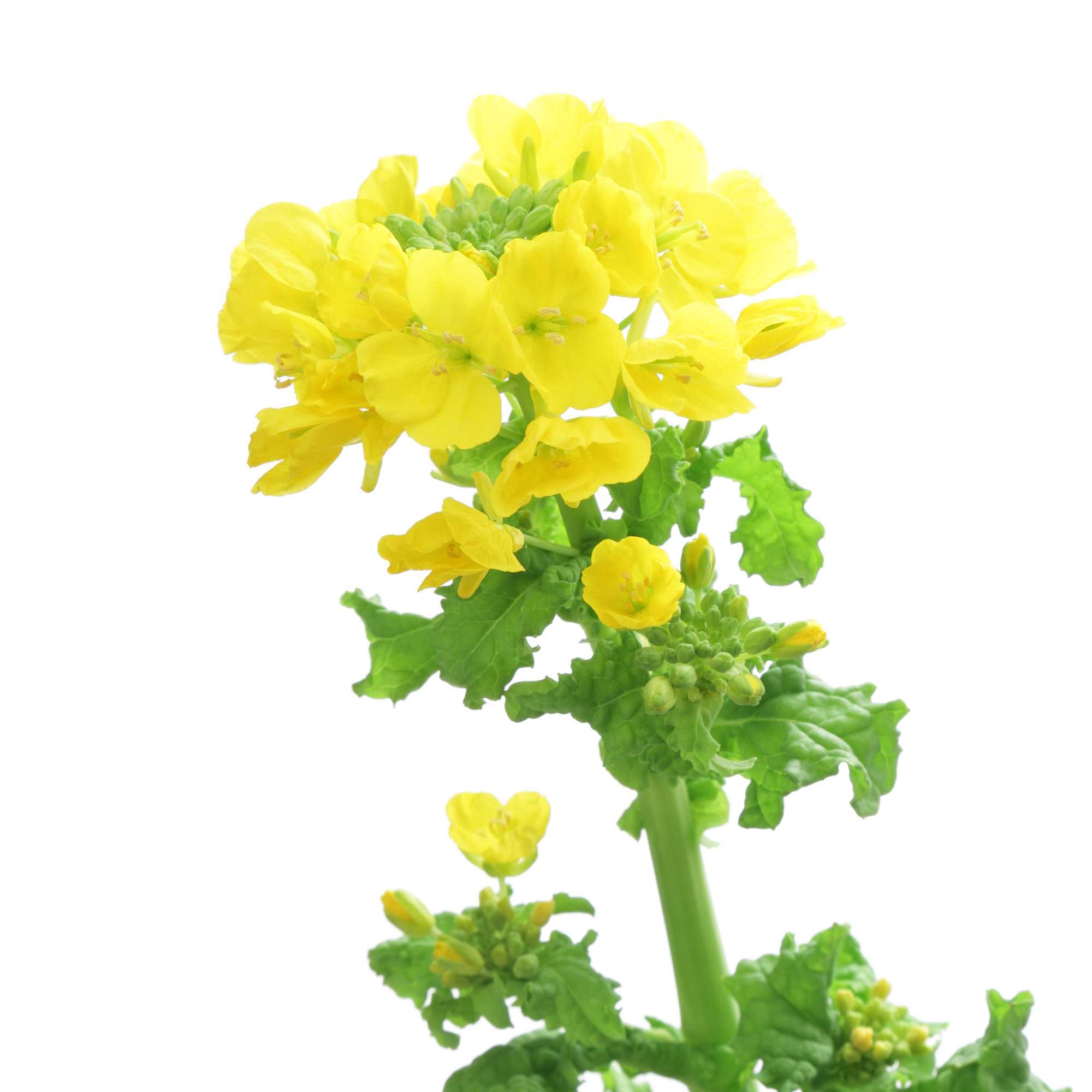 Dwarf Essex Rape Yellow Flowers