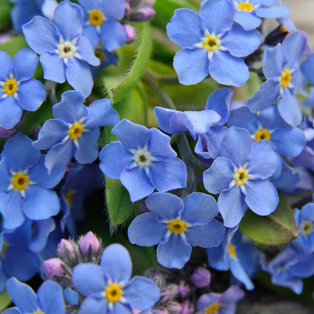 Forget-Me-Not Flower Seed