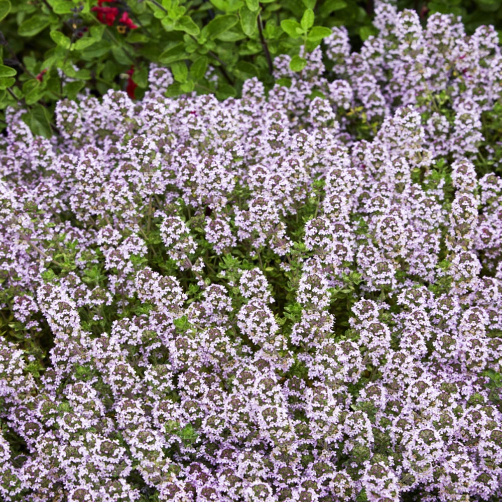 Winter Thyme Herbs