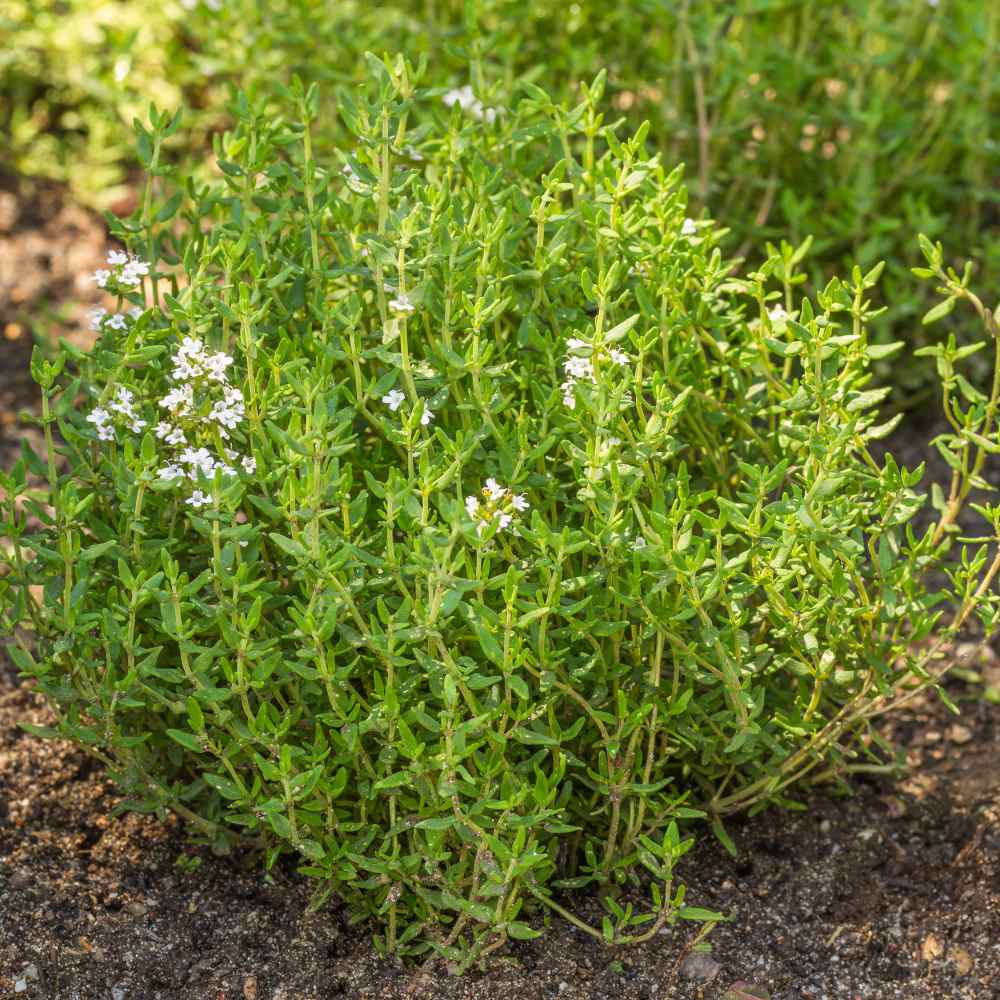 Garden Thyme Herb Seed