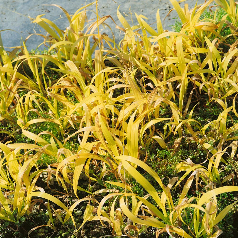 Perennial Golden Millet Grass
