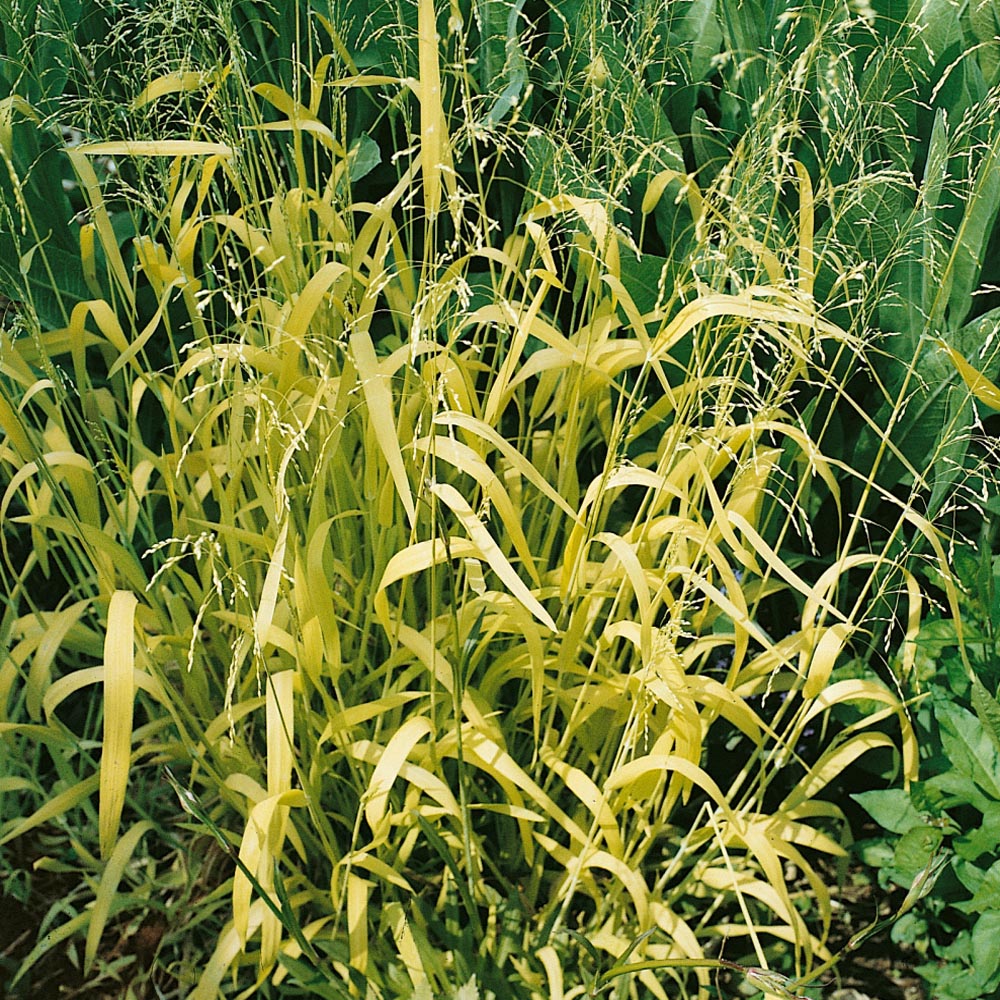 Perennial Golden Millet Foliage