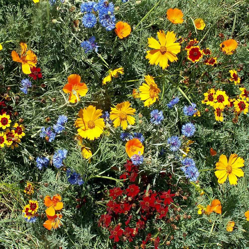 Gulf Coast Wildflowers