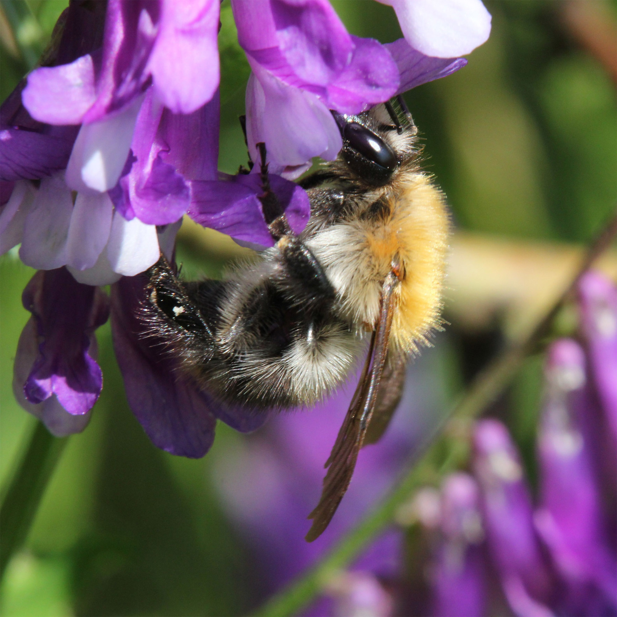 Bee on Hairy Vetch
