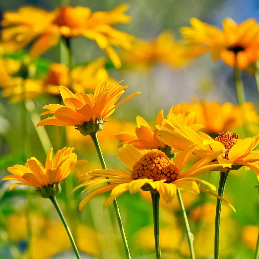 Heliopsis Are...