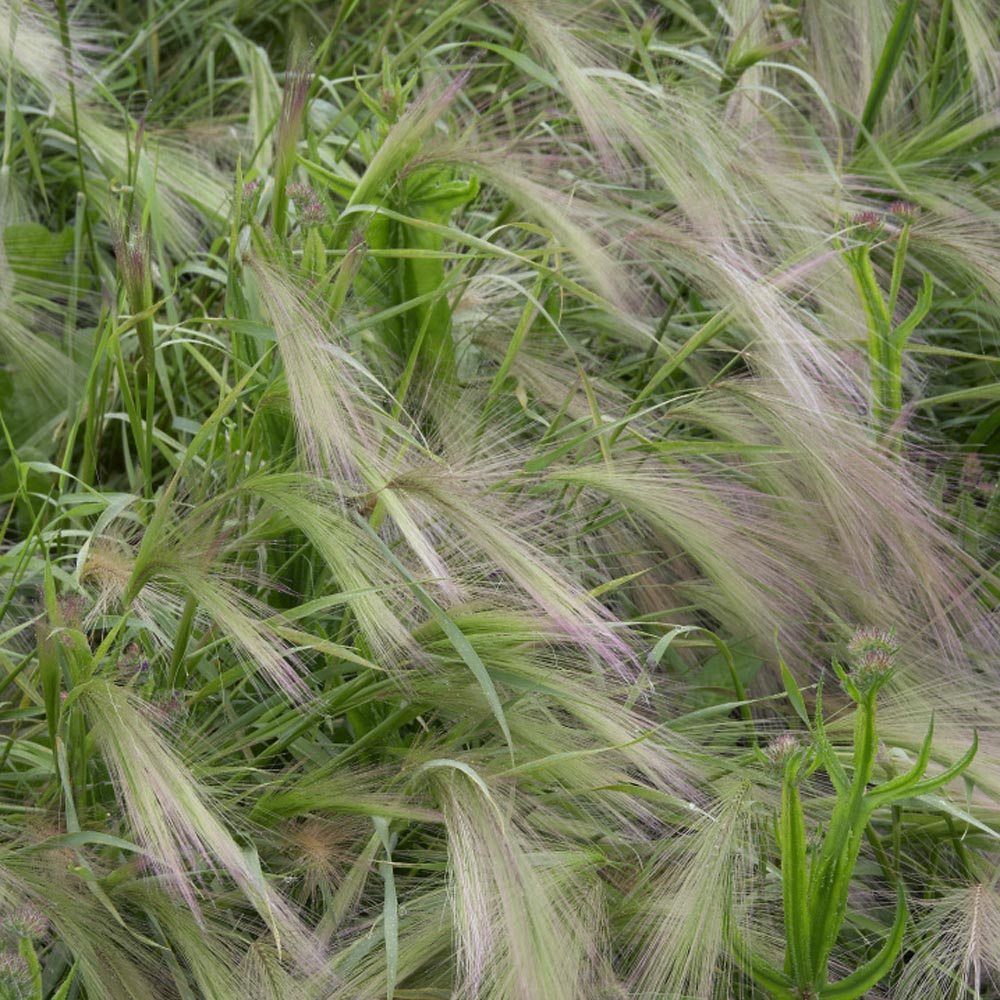 Hordeum Ornamental Grasses