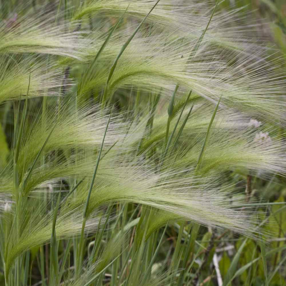 Hordeum Ornamental Grass