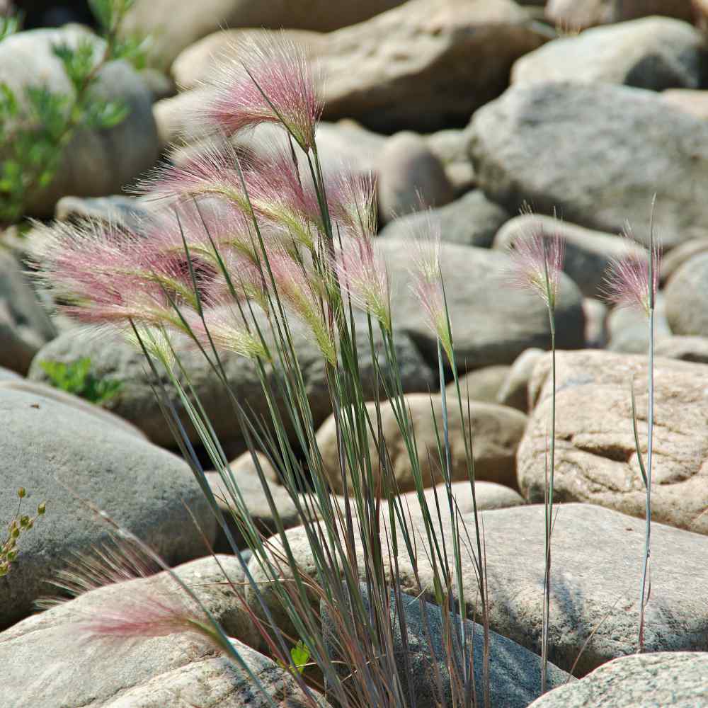 Hordeum Grass Plant