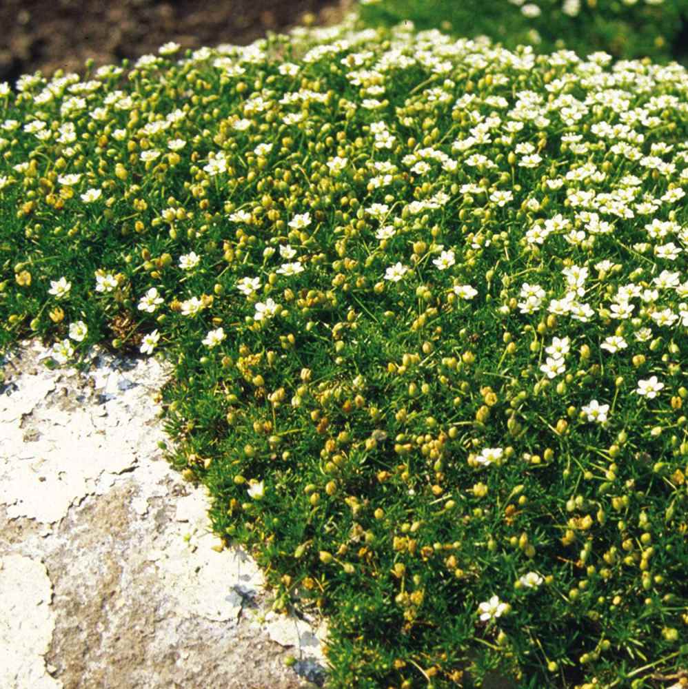 irish moss groundcover 2 inches tall