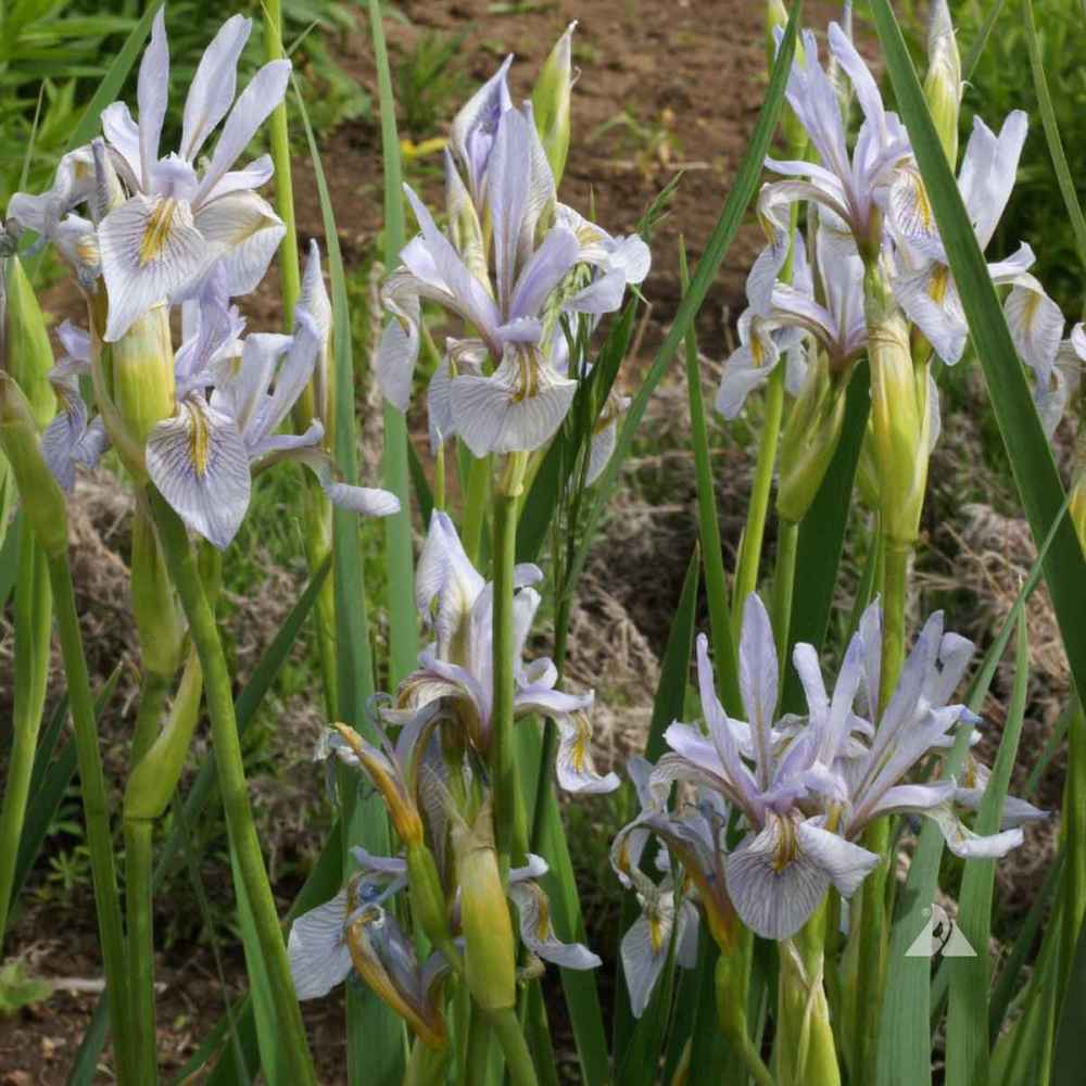 Wild Blue Iris Plants