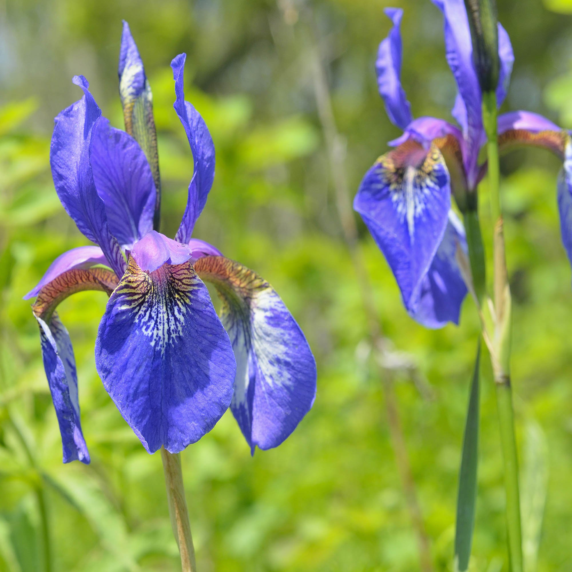 Perennial Iris Setosa Plants