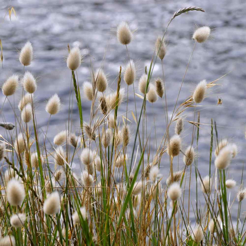 Bunny Tails