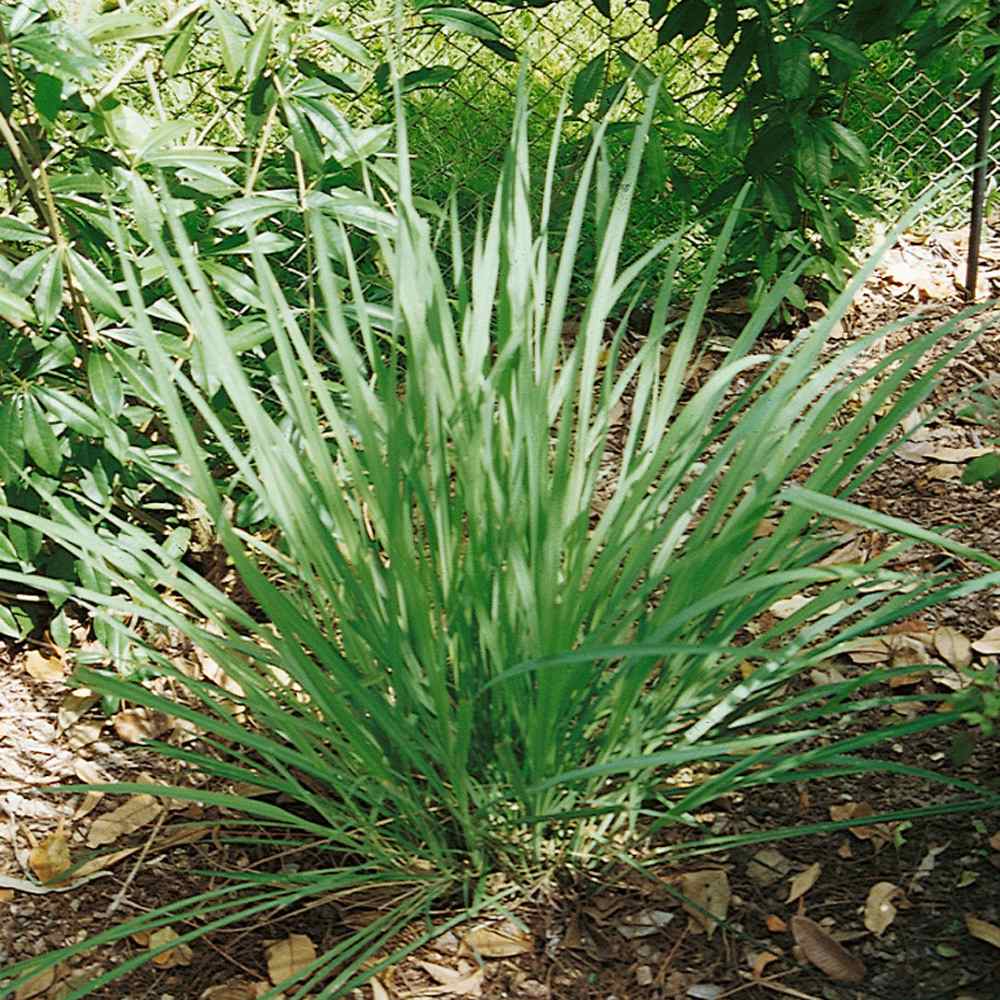 Cymbopogon Flexuosus Grass Plant