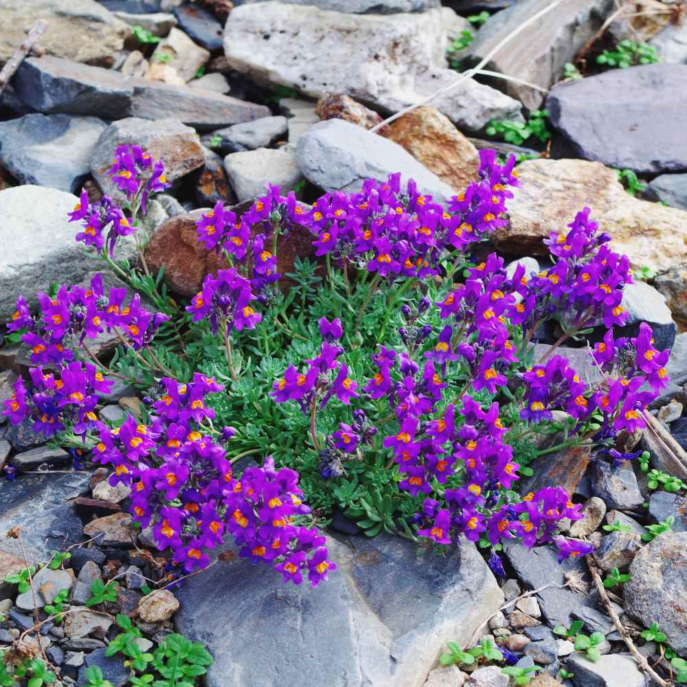 Perennial Linaria Groundcover Plants