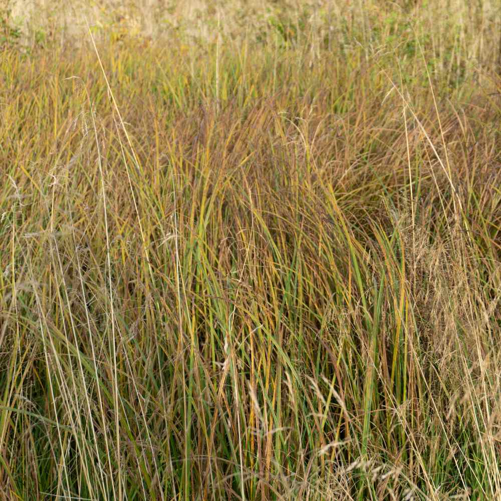 Little Bluestem Native Prairie Grass
