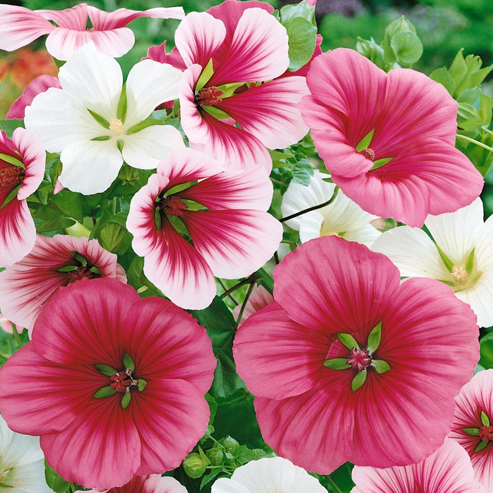 Malope Flower Seed Mix