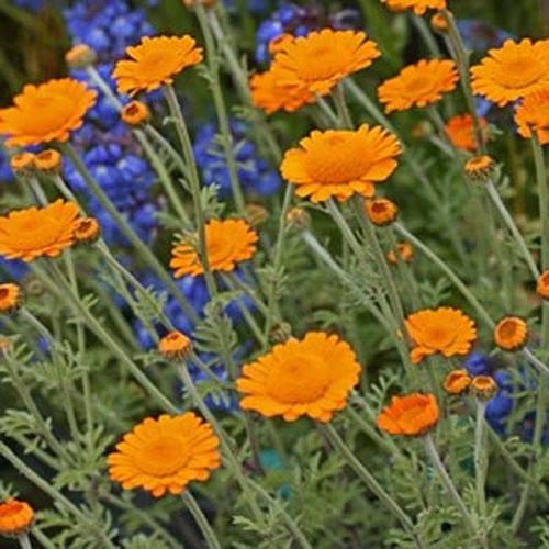 Anthemis Orange Flowers